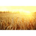 PRANA Basic Tönkölyhéj henger jógapárna 70x20 cm