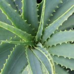 PRANA Aloe Vera huzat 25x30 cm