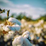 PRANA Pamut szatén fehér huzat 30x40 cm