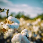 PRANA Pamut szatén fehér huzat 40x80 cm