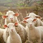 Prana juhéj félhold  meditációs jógapárna 36x23x12 cm